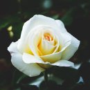 경희대 퍼스트 부부태권도 이미지