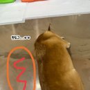 여우아이 Daum카페