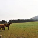 한림목장 이미지