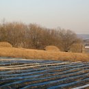 임원준 선생묘 이미지