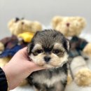 개좋다냥 이미지