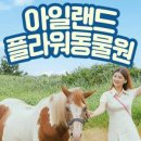 아일랜드플라워 네이버블로그