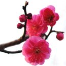 백년가약세탁소 이미지