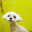 이뿌개 귀엽개 이미지