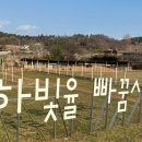 하빛율빠꿈사리 이미지