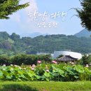상림관광안내소 | 함양 상림공원 여름 연꽃 풍경 2025년 7월 개화 현황과 산책 가이드