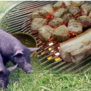 제주흑돼지 이미지