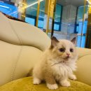 도그마루 강아지 고양이 양산화명점 이미지