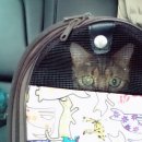 반포자이동물병원 이미지