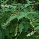 성흥산 솔바람길 이미지