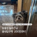 도마뱀있ZOO | [홍대] 다양한 동물들이 가득한 홍대 애견 카페 'Zoo민센터'