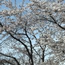 허니아니