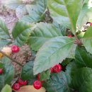 땅끝 남도의 향기 이미지