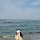 해변에 | 강릉 무지개 방파제가 예쁜 사근진해변 후기