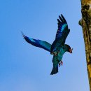 파랑새정원 이미지