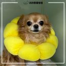 리라동물병원 이미지