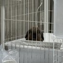 TL 동물병원 | 10살 토끼 위정체로 응급치료 + 입원한 후기