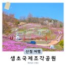 경남 4월 중순 가볼만한곳 산청 드라이브 생초국제조각공원 꽃잔디 축제 개화상태