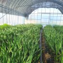 코리농장 이미지