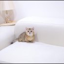 배곧애견샵 이미지