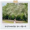 화랑태권도 | 진천이팝나무 5월의 크리스마스가 찾아온 화랑무예태권도성지