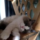 태산농장 | 펫샵 대신 고양이 보육원을 선택한 초보집사의 찐 후기