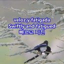 La golondrina (제비)........... 이미지