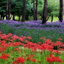 송림공원 이미지