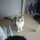 너나랑스넥 Daum카페