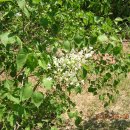 민들레양계장 | 오지산행후기(140차) 두릅을 찾아서