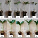 고려종합비료 이미지