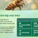 꿀벌 이미지