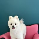 홀리몰리살롱 이미지