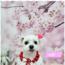 행복한애견미용실 이미지