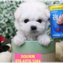 미니퍼피 이미지