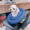 짱구네 동물병원 이미지