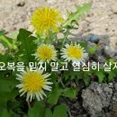 오복 Daum카페