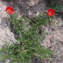 오번리 농장 이미지