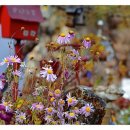 와라쉼터 이미지