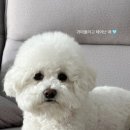 꽃내음나개 이미지