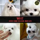 강아지삼촌 이미지