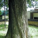 경주 손순유허지... 소현리 회화나무와 팽나무 이미지