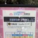 고양이 건강검진 끝판왕! 성남 굿모닝펫 동물 병원 젠바디G20v 후기