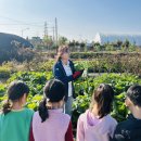 🥬 11월 12일 - 무와 배추 수확 🧑🏻‍🌾 이미지