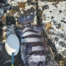 우도특별시 이미지