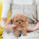 대구강아지분양 테디럽 이미지