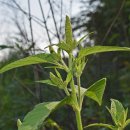 아마란스 이미지