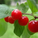 앵두손톱 - 화성시 | 앵두손톱