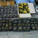 미림원예종묘2곳,국제원예종묘 야생화 판매장,다섯메꽃동산 모종 구입 내역 이미지