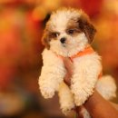 다정동물병원 이미지